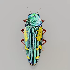 Modern citrus gidbeetle 3d model