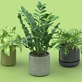 Three Bonsai Potted Plants with Lush Green Leaves in Ceramic Pots Against Green Backdrop