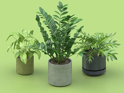 Three Bonsai Potted Plants with Lush Green Leaves in Ceramic Pots Against Green Backdrop 3d model