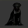 Black Labrador Dog Sitting on Gray Background Wearing Red Collar With Tag