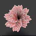 Pink And White Layered Petal Flower With Radiant Bloom Against Blue Background
