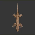 Brown Reptile Gecko with Orange Eyes and Sharp Claws Resting on Black Background