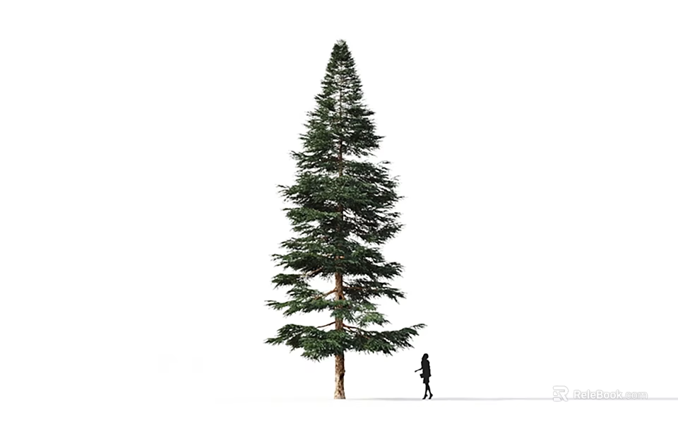 Tall Green Arbor Tree With Lush Foliage And Person Walking Near Simple White Background Scene 3d model 