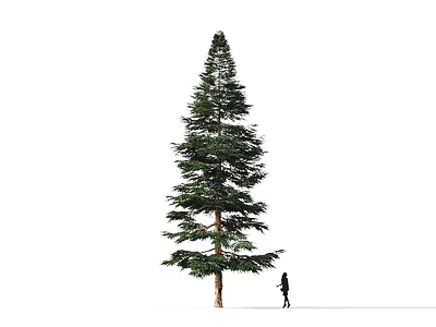 Tall Green Arbor Tree With Lush Foliage And Person Walking Near Simple White Background Scene 3d model