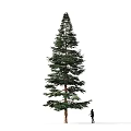 Tall Green Arbor Tree With Lush Foliage And Person Walking Near Simple White Background Scene