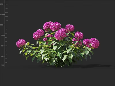Vibrant Pink Hydrangea Flowers with Lush Green Leaves in Full Bloom 3d model