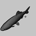 Gray Fish With Scales And Fins On Plain Gray Background