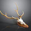 High Quality Medical Device Anatomical Model with Deer Antlers and Skull Structure for Education