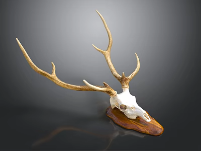 High Quality Medical Device Anatomical Model with Deer Antlers and Skull Structure for Education 3d model