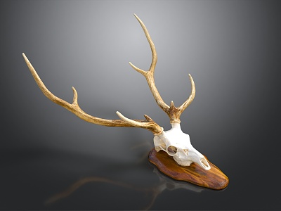 Modern Skeleton Axis Deer Skull Deer Head Antler 3d model