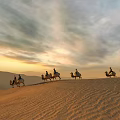 Ancient Caravan Camels Walking Across Desert Sand Dunes At Sunset Sky