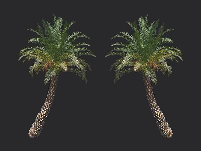 Tropical Palm Trees With Lush Green Fronds And Textured Trunks Against Black Background 3d model