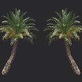 Tropical Palm Trees With Lush Green Fronds And Textured Trunks Against Black Background