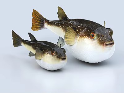 Two Spotted Puffer Fish Large And Small Aquatic Animals With Round Body And Orange Eyes 3d model