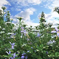 Blooming Purple and White Flowers in Lush Green Meadow Under Blue Sky with White Clouds