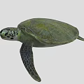 Turtle 3d model