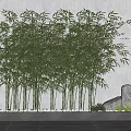 Lush Bamboo Plants In Stone Planter With White Pebbles Gray Wall Rock And Small Plants