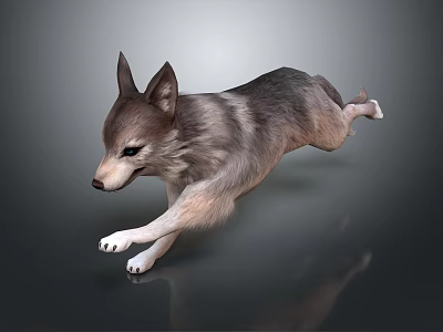 Gray brown and white dog sprinting in motion on gray background with reflection 3d model