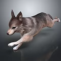 Gray brown and white dog sprinting in motion on gray background with reflection 3d model
