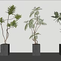 Three Different Bonsai Plants in Gray Square Pots Against White Walls and Light Floor