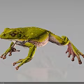 Vibrant Yellow Frog With White Spots And Pink Legs On Dark Background With Reflection