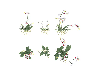 Various Fresh Flowers And Plants With Green Leaves White Pink Blooms And Visible Roots 3d model