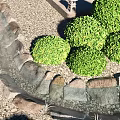 Karesansui Dry Landscape Garden Featuring Raked Sand Stone Arrangements And Wooden Pathway