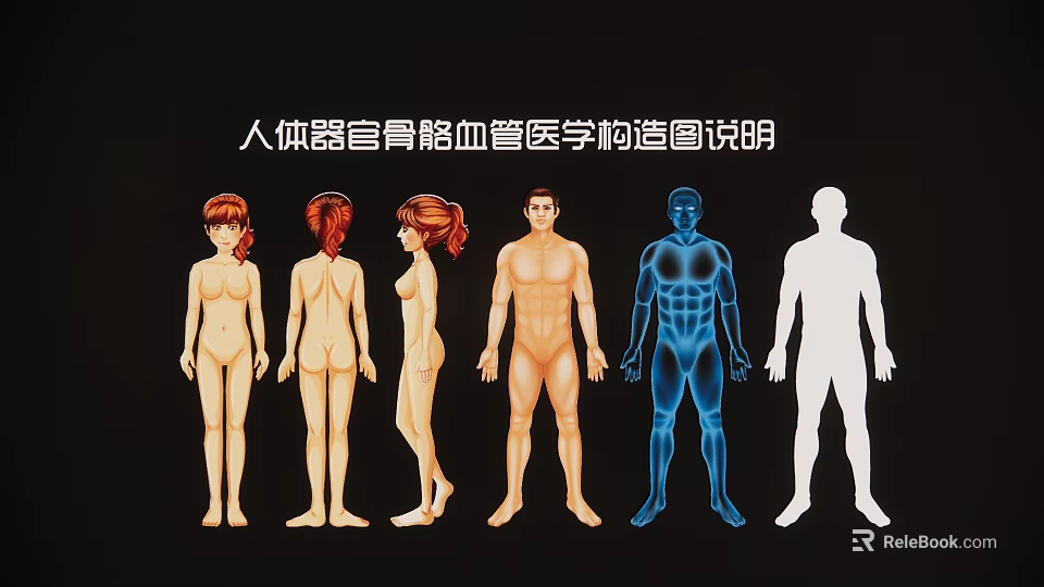 Medical Human Anatomy Chart Wall Hanging Decor 3d model