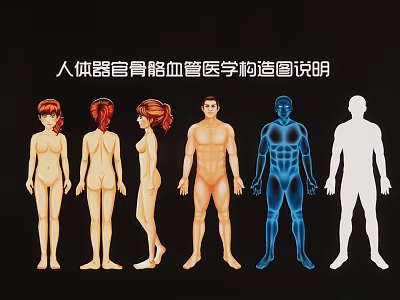 Medical Human Anatomy Chart Wall Hanging Decor 3d model