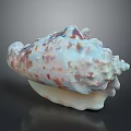 Beautiful Conch With Textured Shell Featuring Blue White And Brown Spots On Dark Background