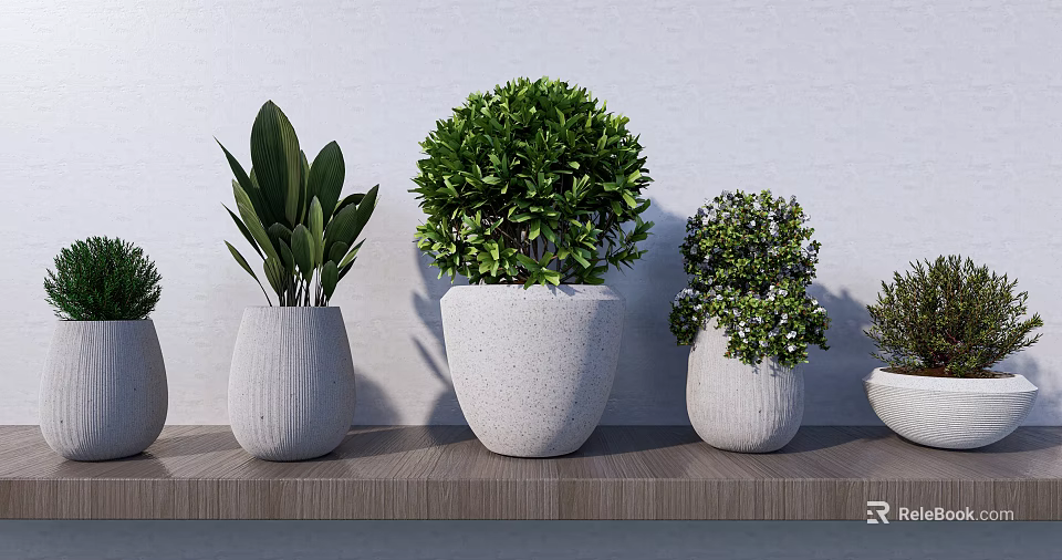 Bonsai Potted Plants On Wooden Shelf With Various Shapes And White Pots 3d model 