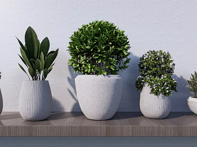 Bonsai Potted Plants On Wooden Shelf With Various Shapes And White Pots 3d model