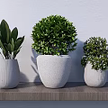 Bonsai Potted Plants On Wooden Shelf With Various Shapes And White Pots