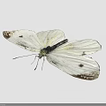 White Butterfly with White Wings Featuring Black Edges and Spots against Black Background