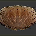 Fresh Brown Striped Spotted Crab Close Up View On Black Background 3d model
