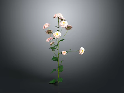 Beautiful Plant With Pink And White Flowers Green Stems Leaves On Dark Background 3d model
