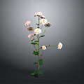 Beautiful Plant With Pink And White Flowers Green Stems Leaves On Dark Background