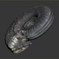 Vibrant Spiral Fossil With Purple Blue Pink Hues On Dark Background