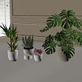 Indoor Bonsai and Potted Plants with Monstera Leaves Succulents on Light Colored Table Against Decorative Wall