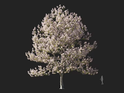 Tall Lush Tree With Pink Blossoms And Small Figure For Scale Against Dark Background 3d model