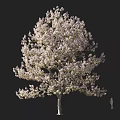 Tall Lush Tree With Pink Blossoms And Small Figure For Scale Against Dark Background