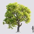 Tall Arbor Featuring Lush Green Foliage Sturdy Trunk And Broad Canopy With Girl Silhouette
