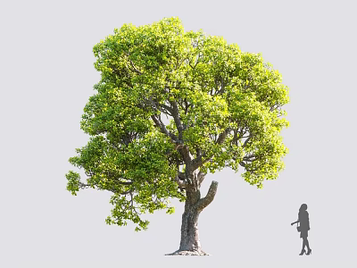Tall Arbor Featuring Lush Green Foliage Sturdy Trunk And Broad Canopy With Girl Silhouette 3d model