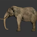 Elephant With Large Curved Tusk And Rough Skin In Natural Standing Posture