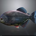 Vibrant Multicolored Fish With Sparkling Scales And Shiny Blue Fins On Dark Background With Reflection