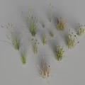 3D Models of Various Grass Plants with Different Heights and Shapes on Gray Background