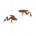 Two Small Brown Frogs With Extended Legs On White Background