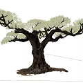 Tall Tree with White Blossoms Spreading Branches Dark Trunk in Green Grassland Under Blue Sky