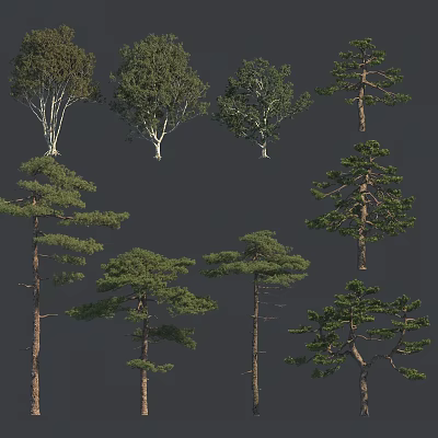 Diverse Arbor Trees With Various Canopy Shapes Trunk Structures and Lush Foliage 3d model
