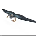 Bird With Spread Black Wings White Body Yellow Beak And Orange Feet